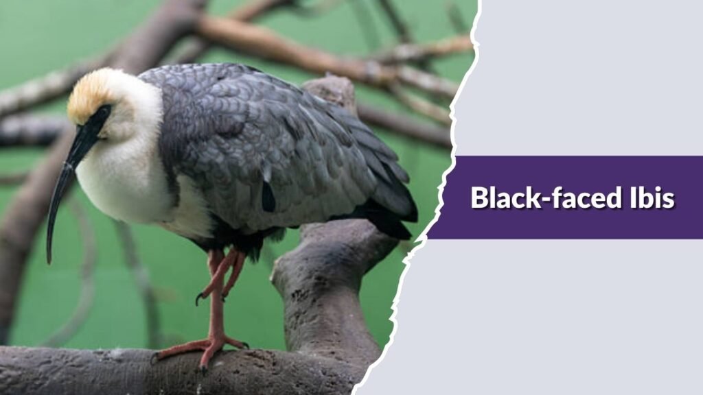 Black-faced Ibis