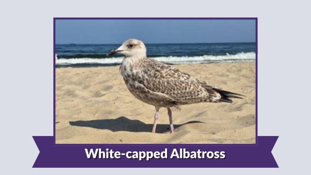 White-capped Albatross
