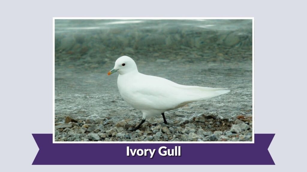 Ivory Gull