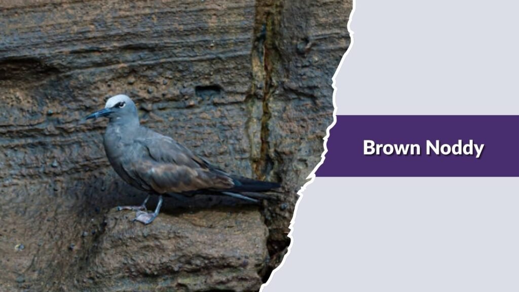  Brown Noddy