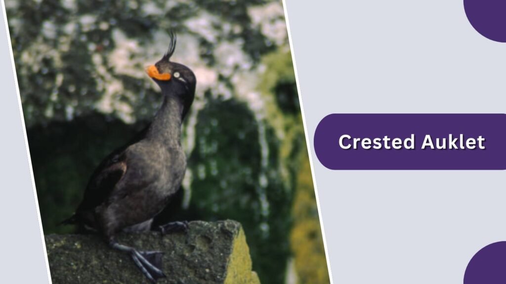 Crested Auklet