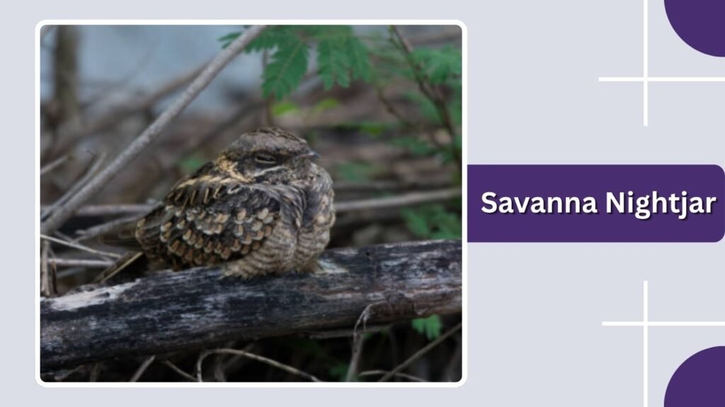 Savanna Nightjar