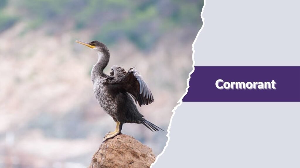 Cormorant