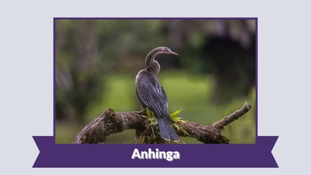 Anhinga