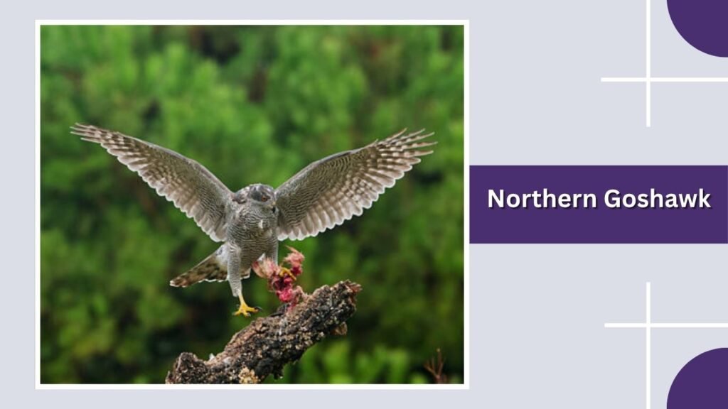 Northern Goshawk