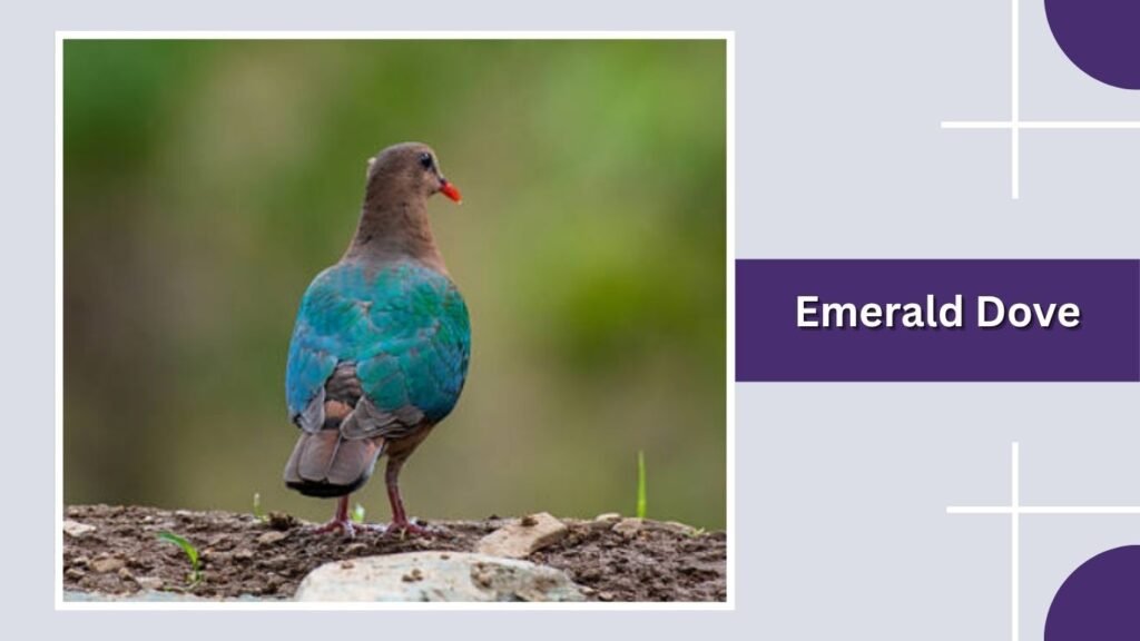 Emerald Dove