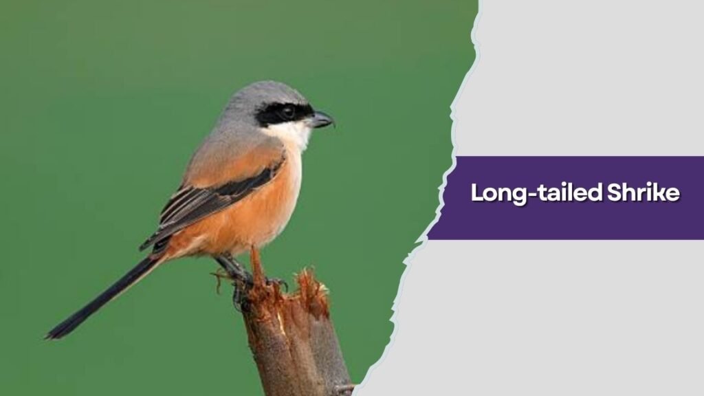 Long-tailed Shrike