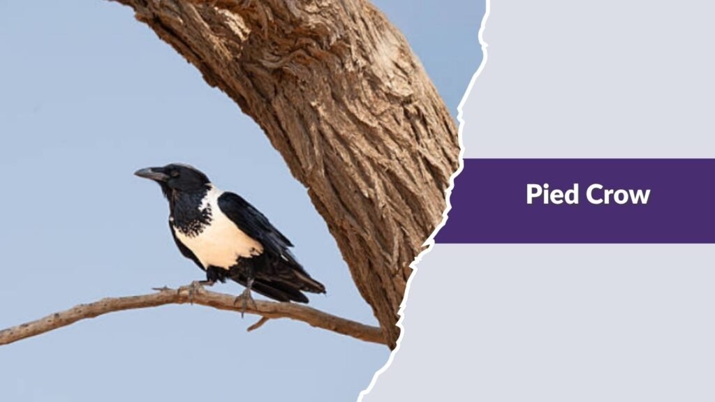 Pied Crow