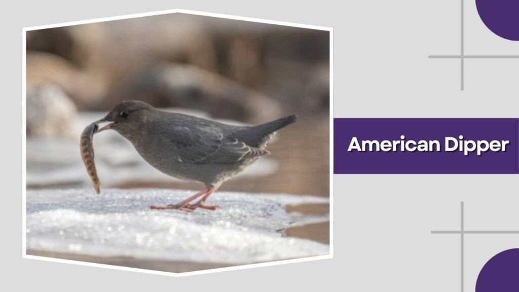 American Dipper