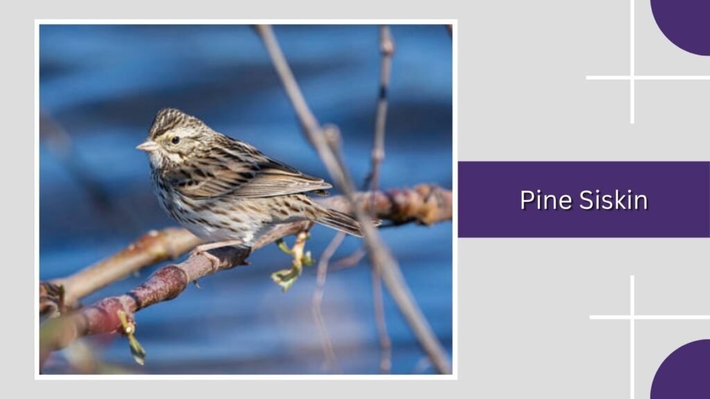 Pine Siskin