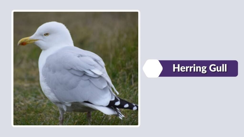  Herring Gull