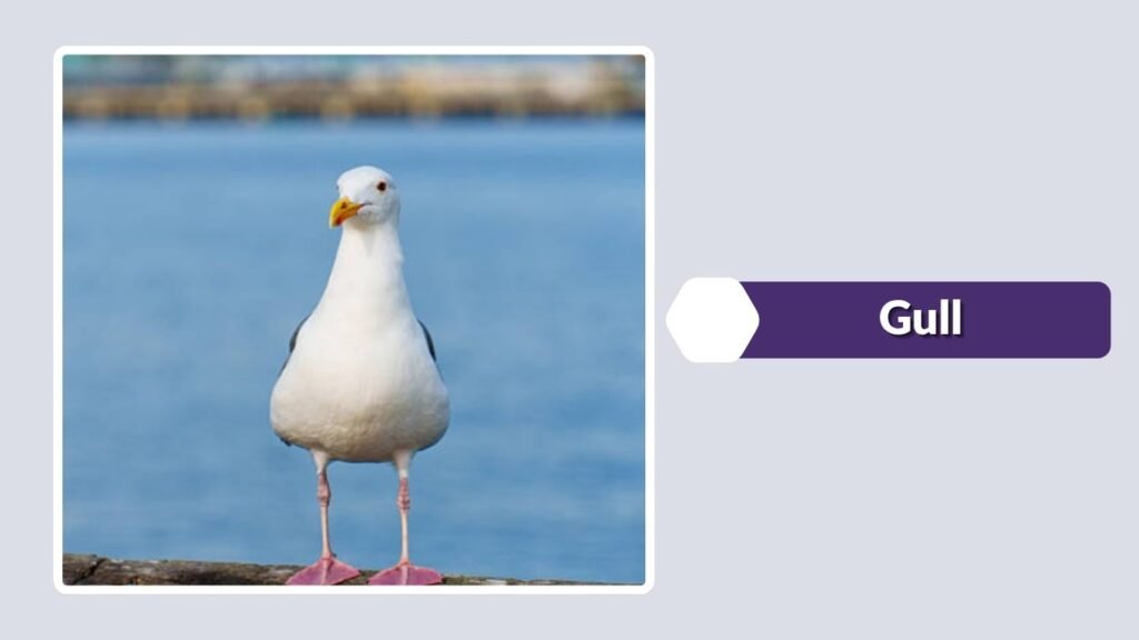 Gull