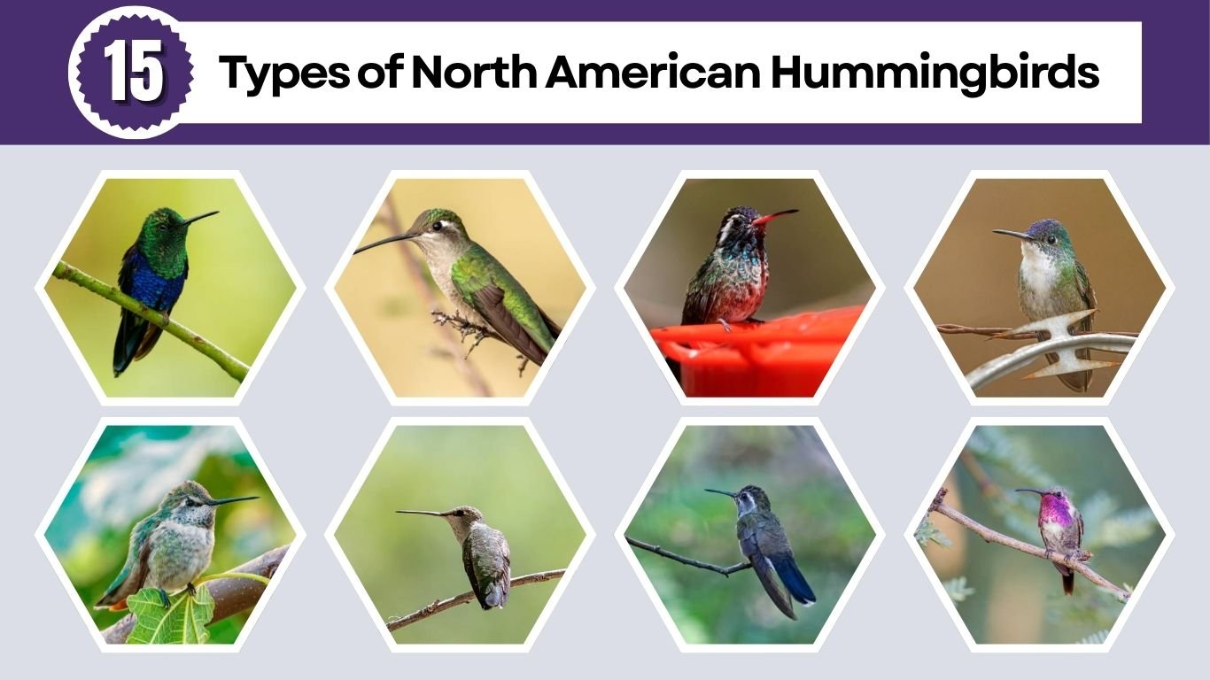 15 Types of North American Hummingbirds: Id with Picture