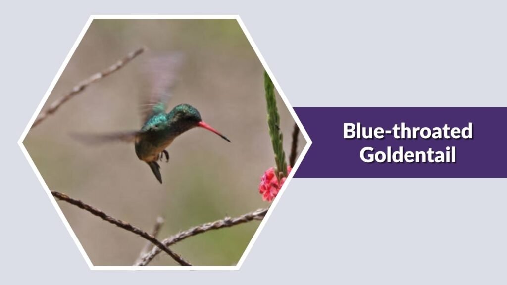 Blue-throated Goldentail