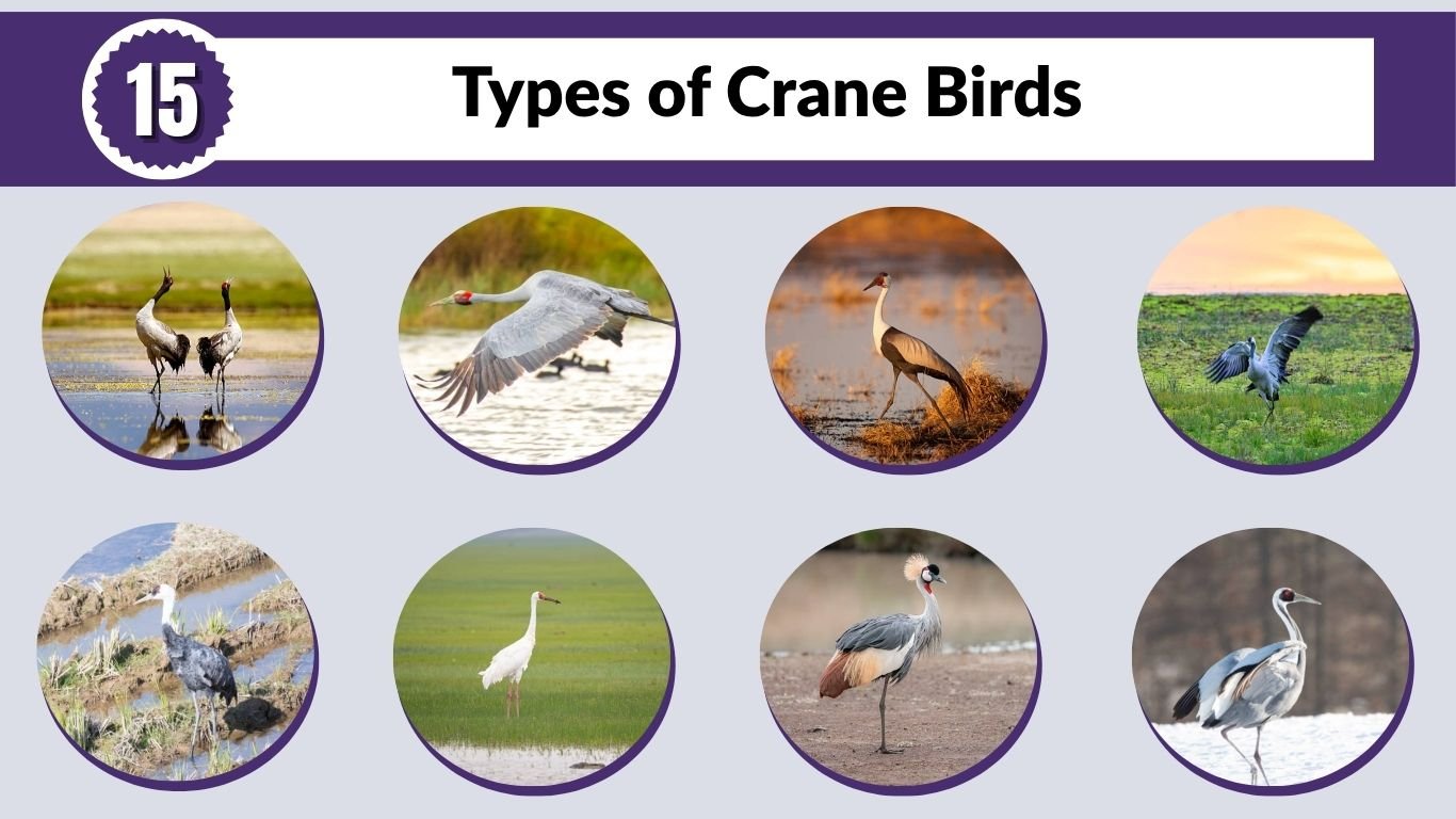 15 Types of Crane Birds: Identification Guide