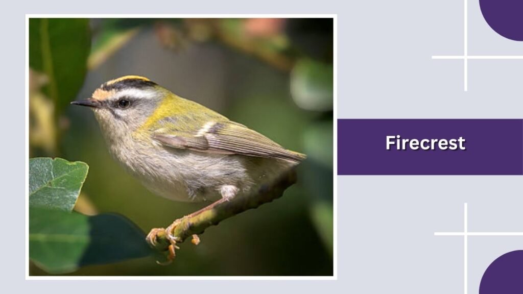 Firecrest
