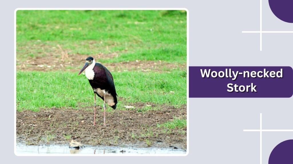 Woolly-necked Stork