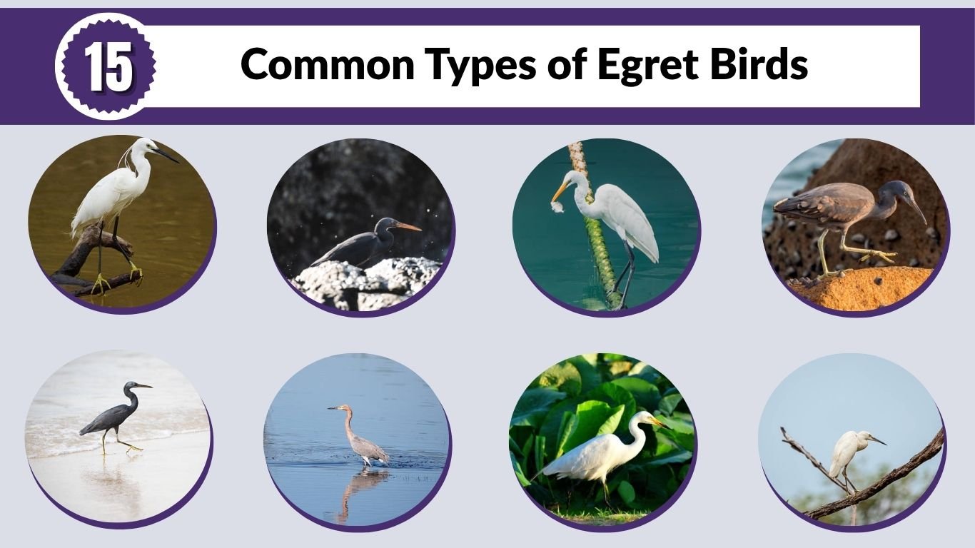 15 Common Types of Egret Birds: Different Species Identification