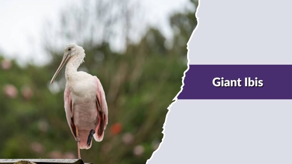 Giant Ibis