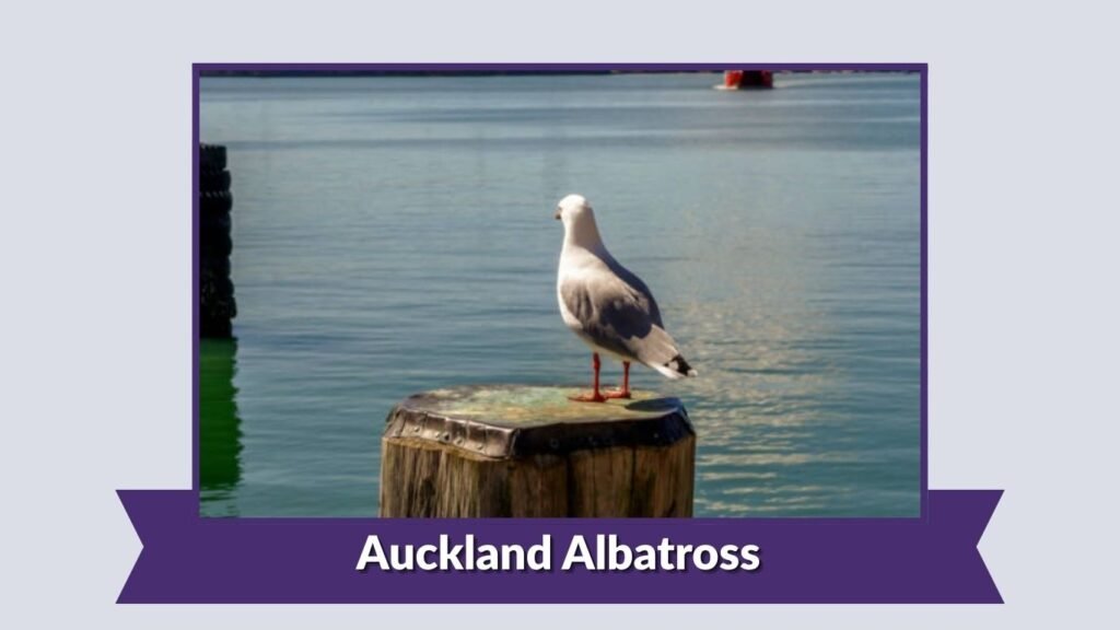 Auckland Albatross