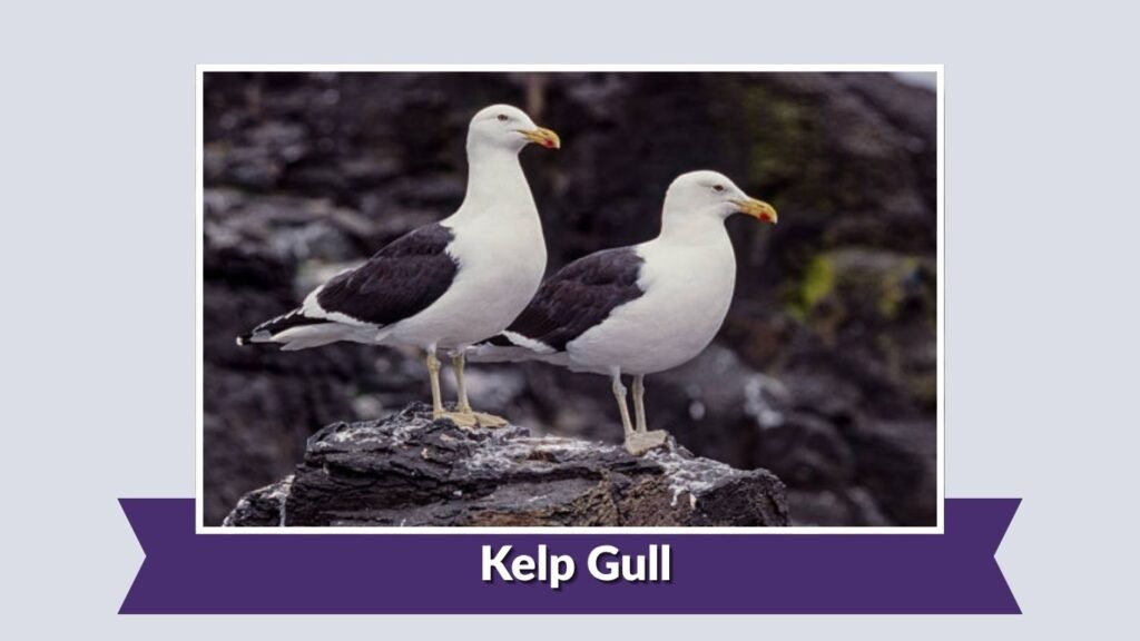 Kelp Gull