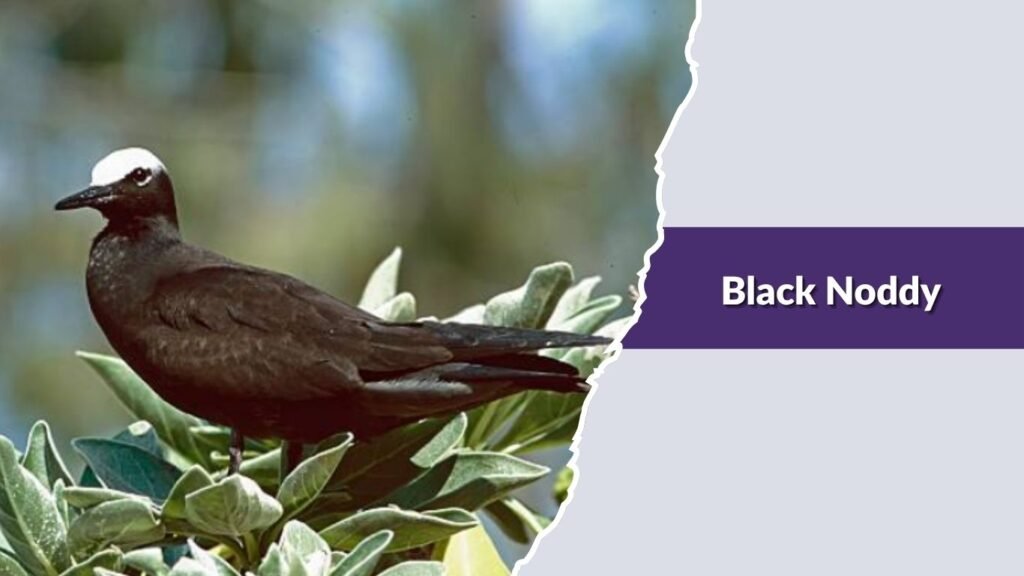 Black Noddy