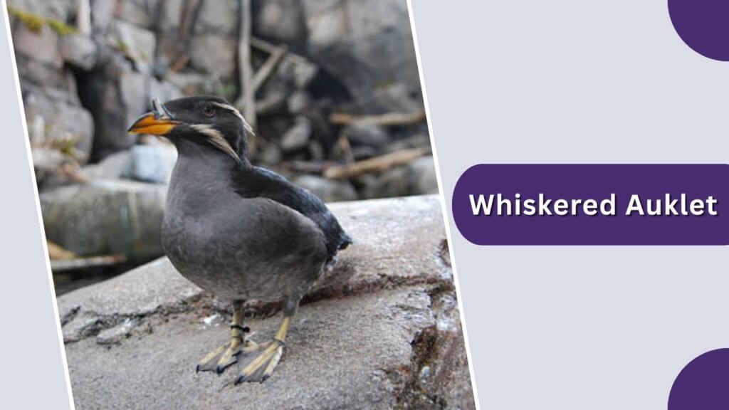 Whiskered Auklet