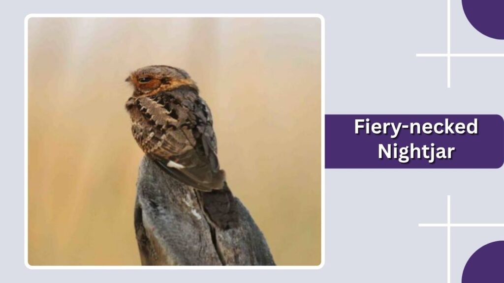 Fiery-necked Nightjar