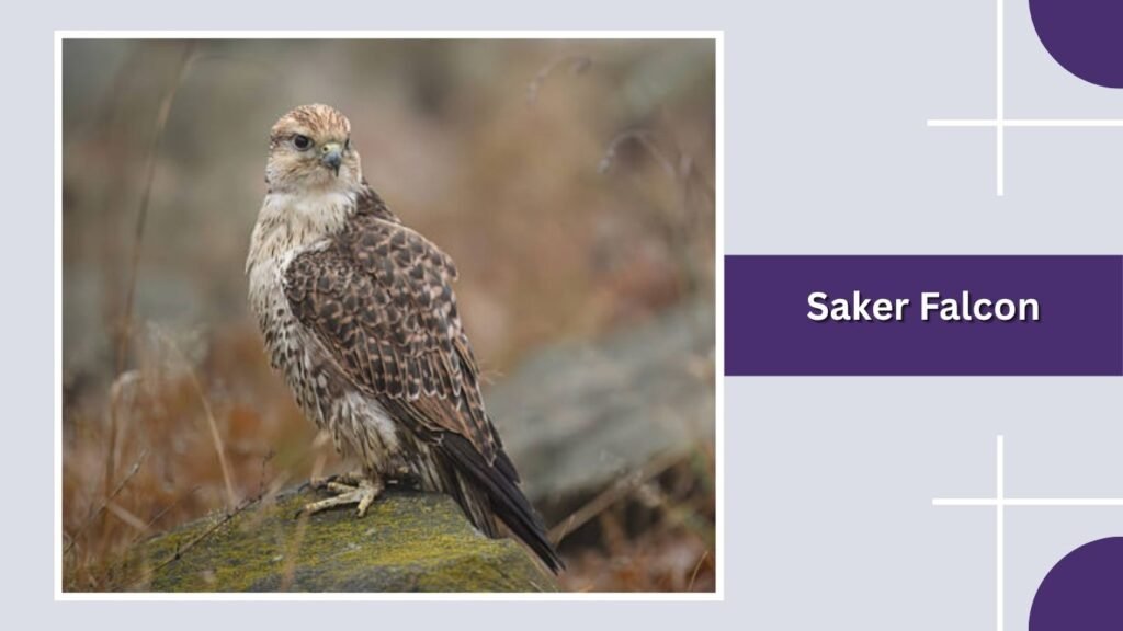 Saker Falcon