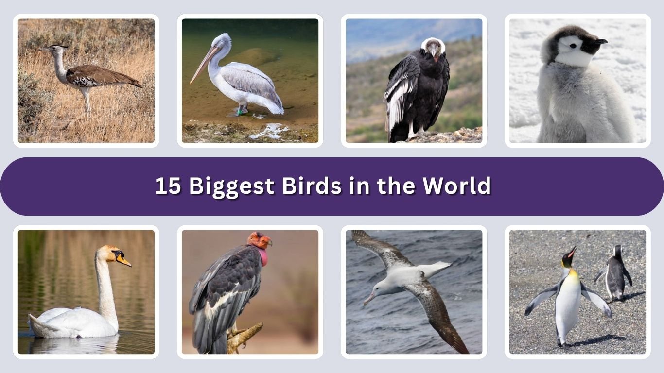 15 Biggest Birds in the World: Size, Diet, Habitat & ID: Identification