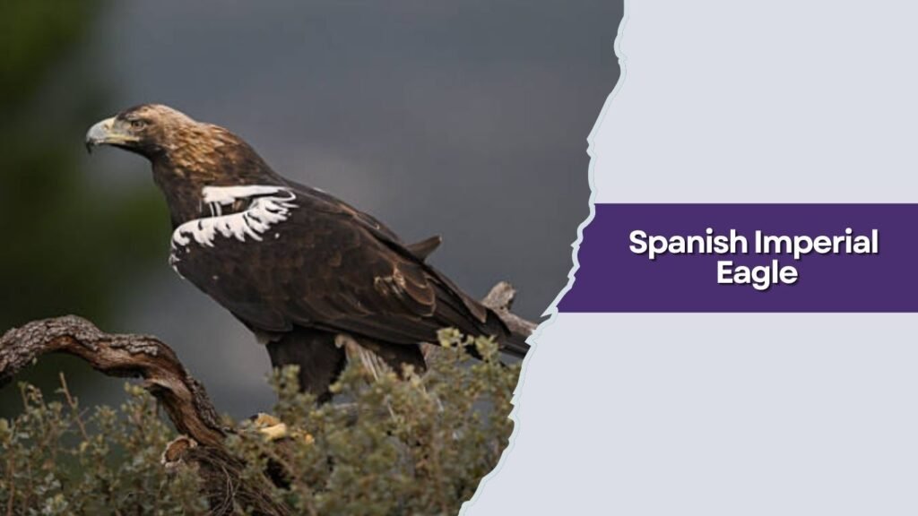 Spanish Imperial Eagle