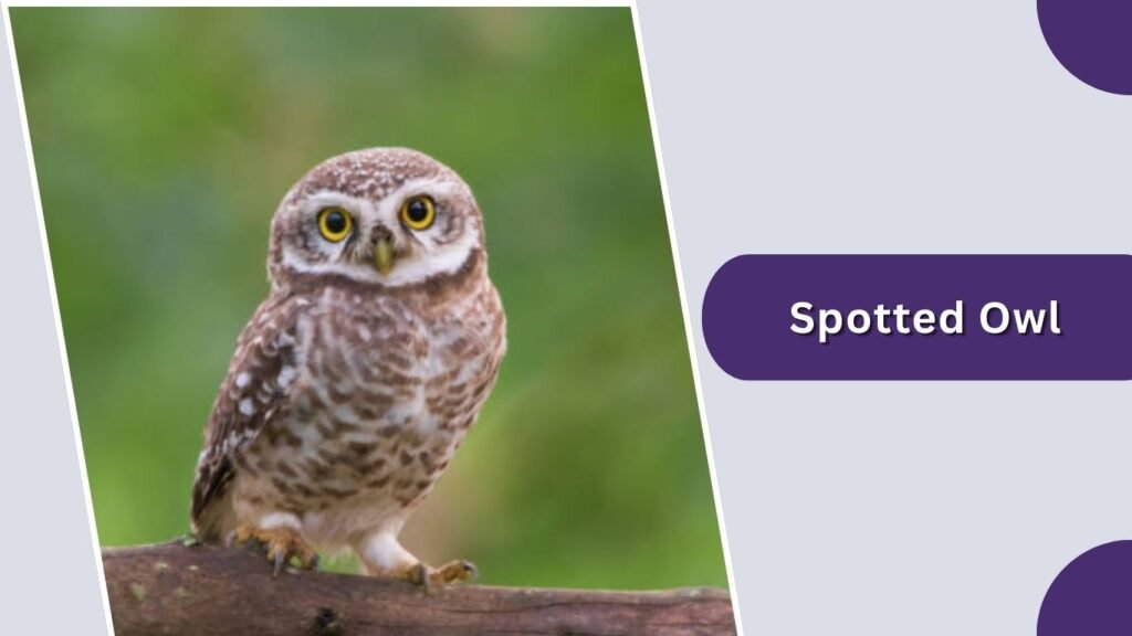 Spotted Owl