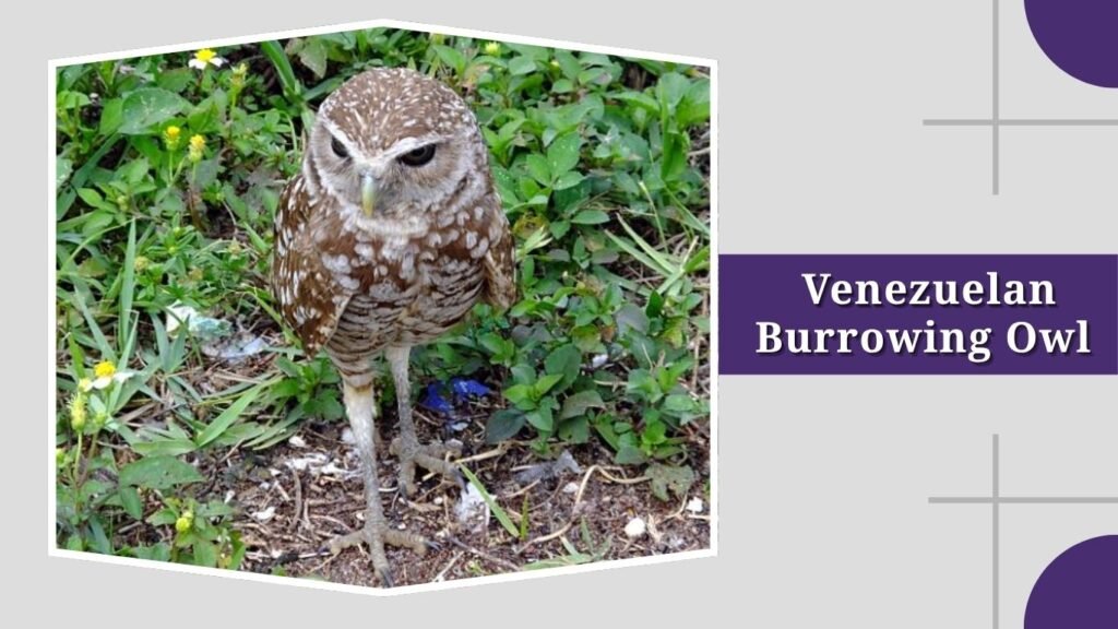  Venezuelan Burrowing Owl