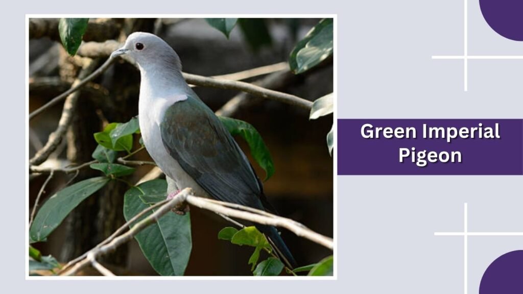 Green Imperial Pigeon