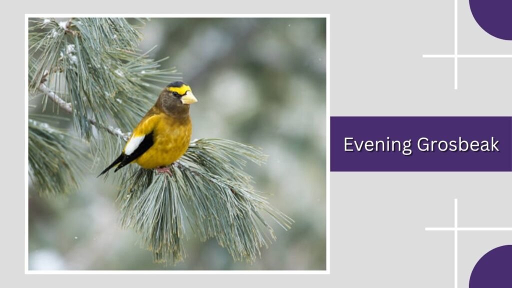 Evening Grosbeak