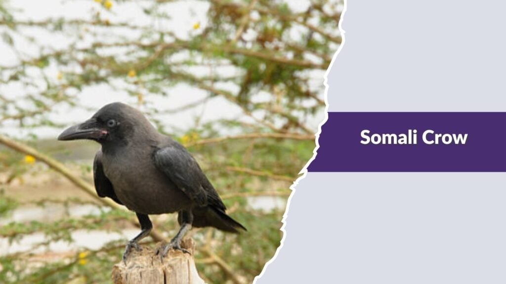 Somali Crow