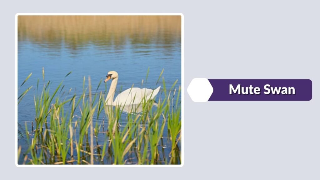 Mute Swan