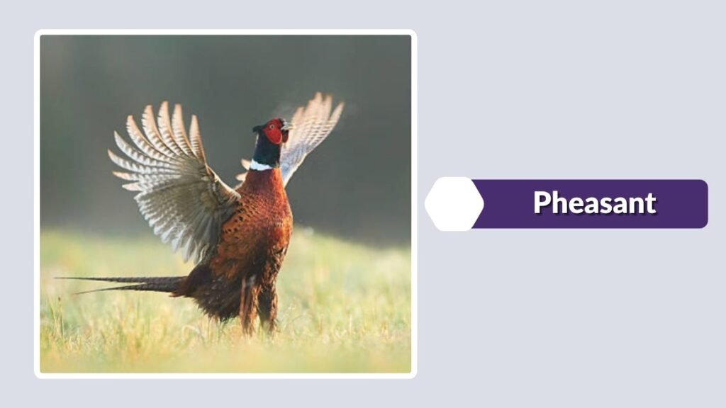 Pheasant