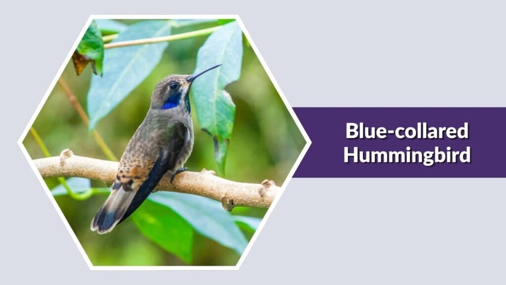 Blue-collared Hummingbird