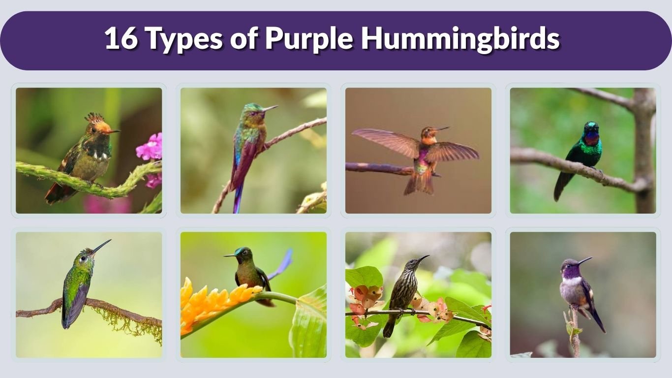 16 Types of Purple Hummingbirds: Id with Picture