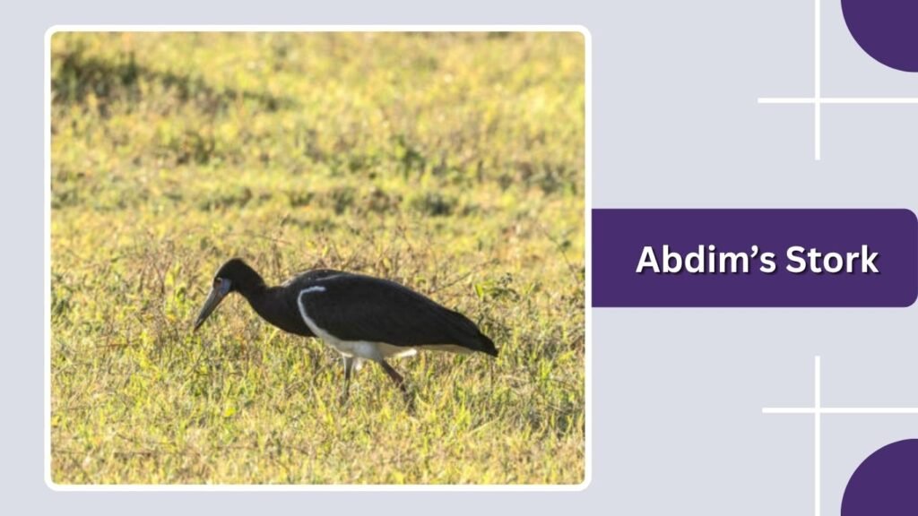Abdim’s Stork