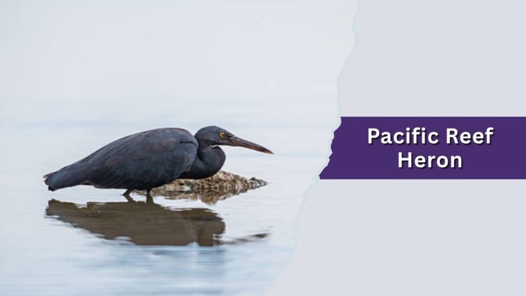 Pacific Reef Heron