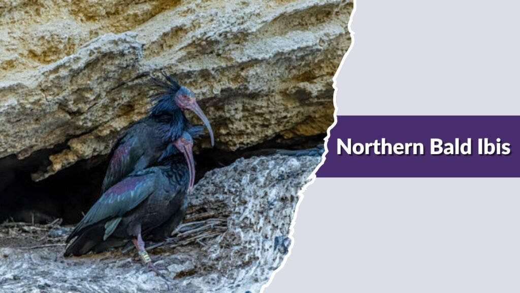 Northern Bald Ibis