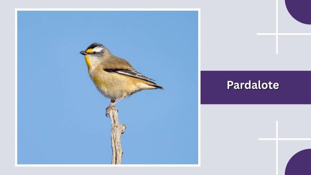  Pardalote