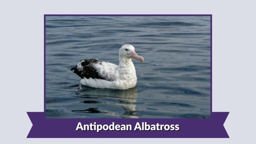 Antipodean Albatross