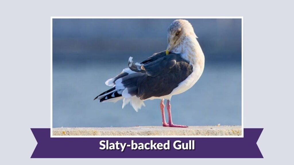 Slaty-backed Gull