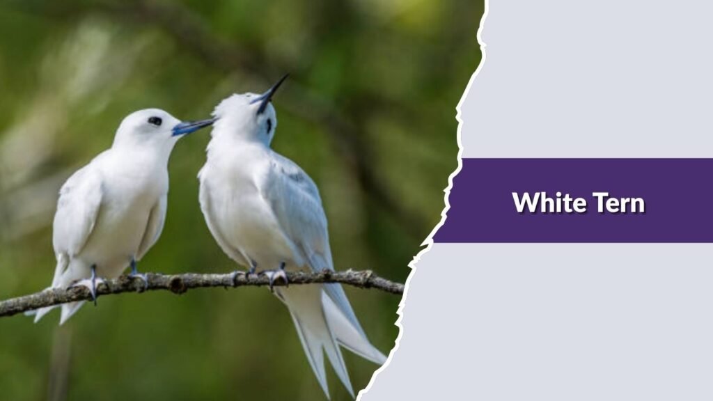  White Tern