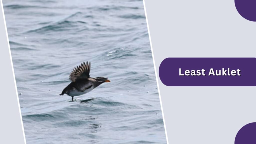Least Auklet
