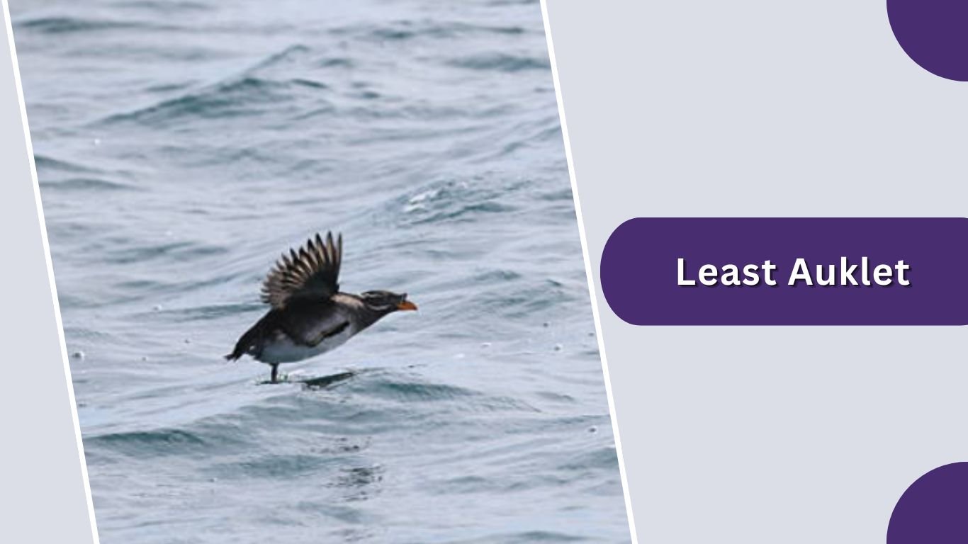 20 Types of Auk Birds: Species Identification Guide