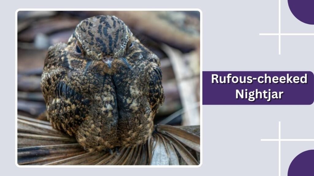 Rufous-cheeked Nightjar